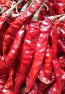 Red Chilli (Long Teja)